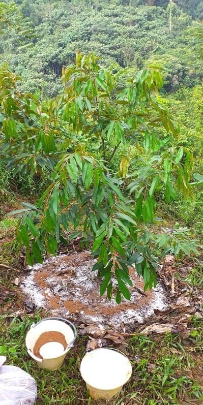 musang king