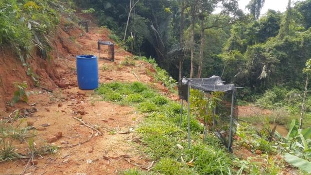 Teres kebun durian