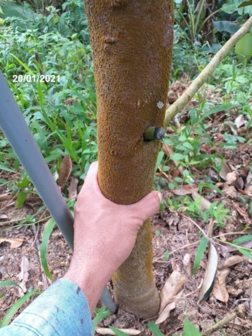 durian Duri Hitam