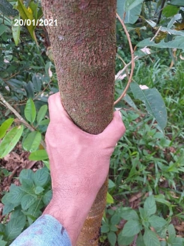 batang Musang King