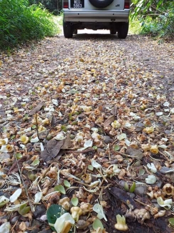 pokok durian berbunga