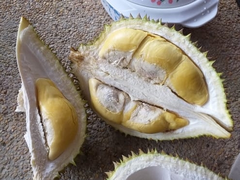 durian isi kuning