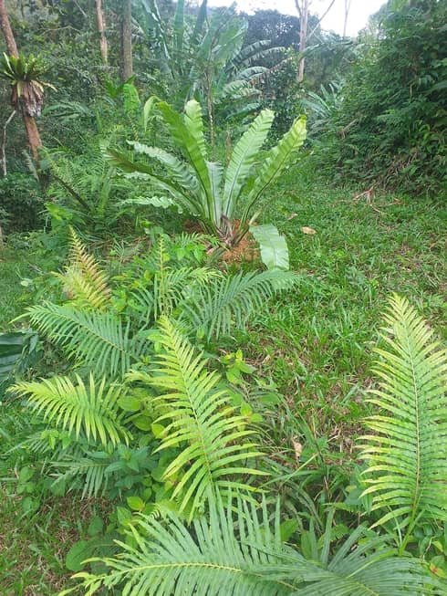 pokok daun semun