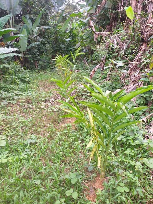 baris pokok kantan