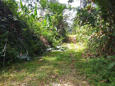 kebun durian perak