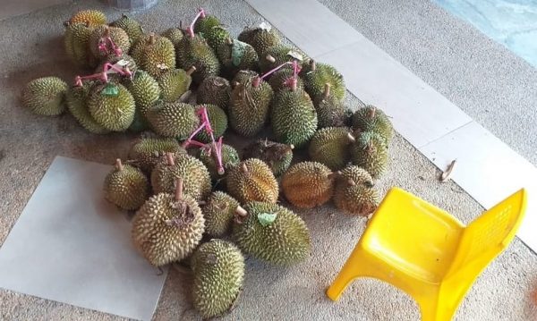 jual durian